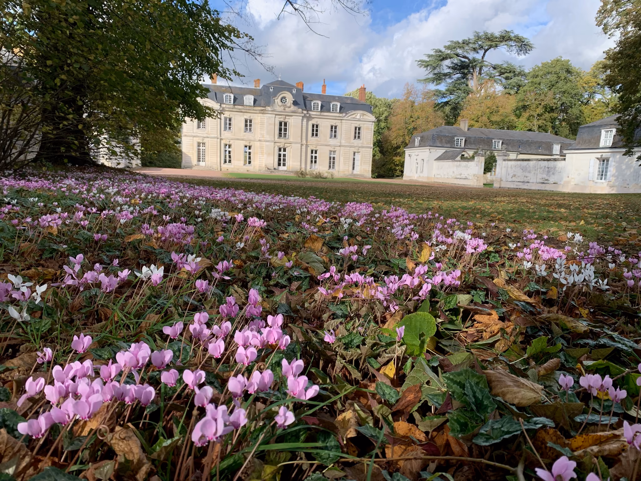 Le château vu depuis le parc, derrière un tapis de cyclamens roses et blancs