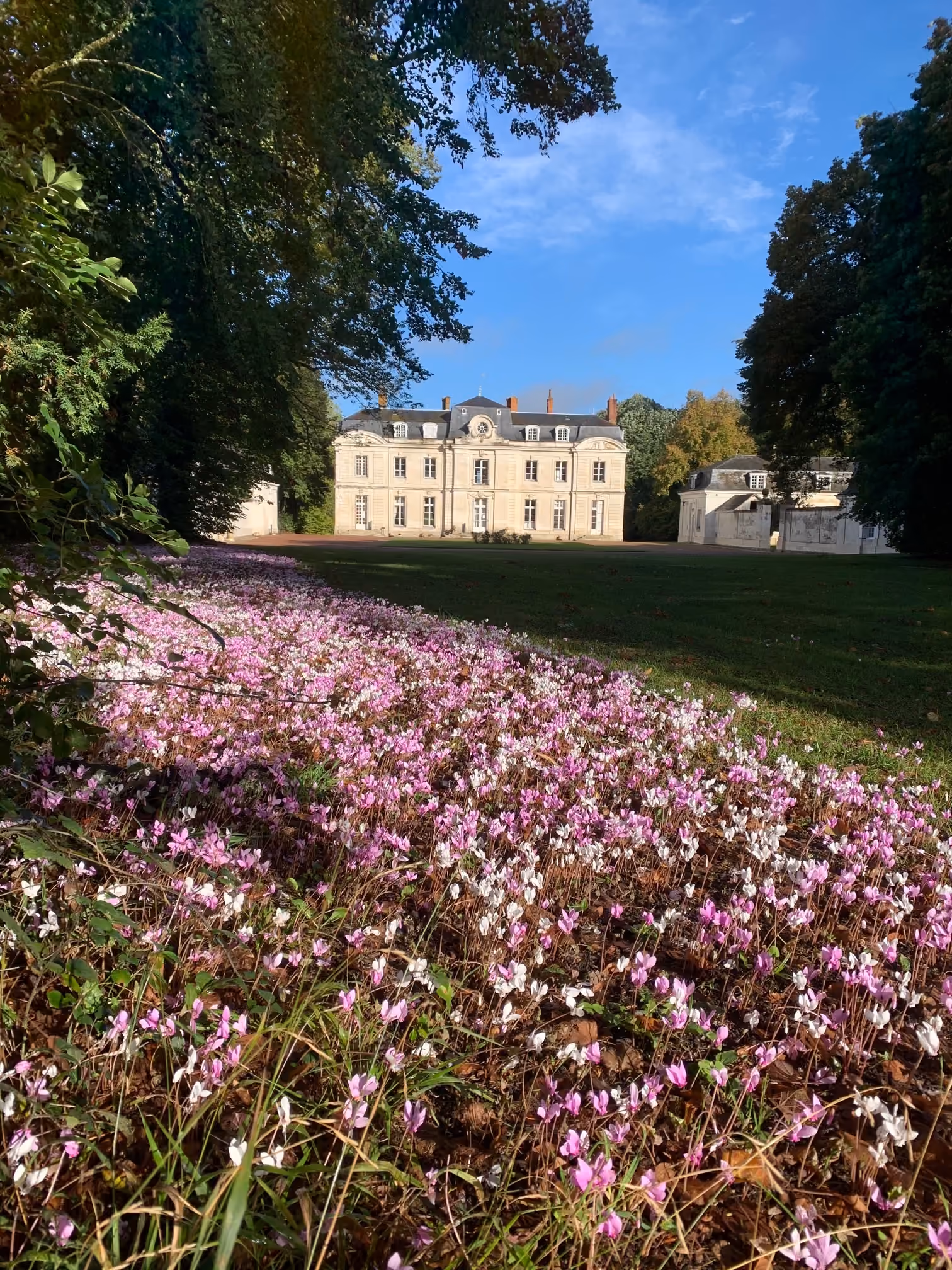 Tapis de cyclamens fleuris dans le parc avec le château en arrière-plan à l'automne
